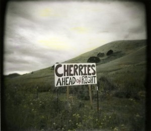 Highway 101 near Gilroy. It looked so Holga-like I just had to stop and snap a photo.
