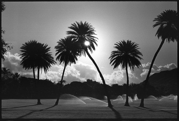 If you've looked at my web site you know I have an affinity for palm trees. 