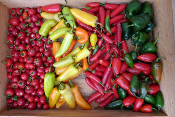 They like peppers in Vermont too. Middlebury Farmer's Market