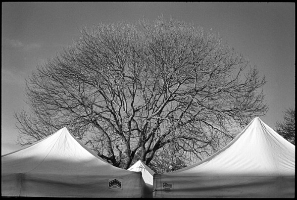 Tree and Tents. Taken at the Farmer's Market. I made a similar photo at the Monterey Jazz Festival (see September 20, 2011 post).