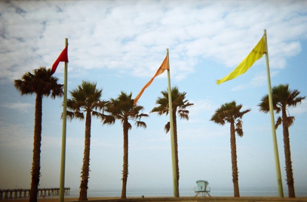Flags and Palms