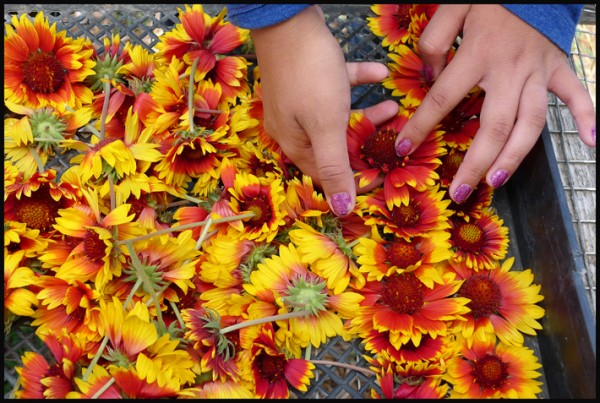 These flowers will be dried and used in wreaths by the Homeless Garden Project/Women's Organic Flower Enterprise.