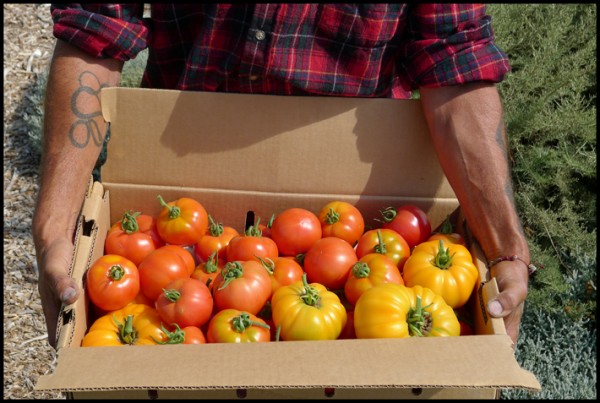 Mike proudly showing me the heirloom tomatoes grown at the Homeless Garden Project.  