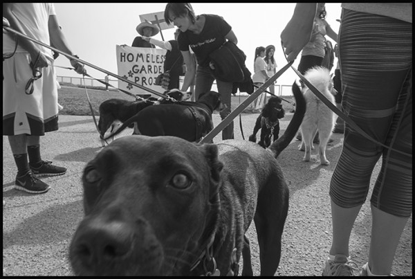 I was doing some volunteer photography at the Human Race this morning and caught this one on the quick. There were so many dogs that they're thinking about changing it to the Dog Race.