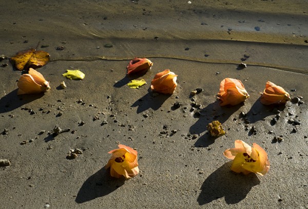 Every morning Hau tree flowers were floating on the surface and lining the shore of the Hanalei River.