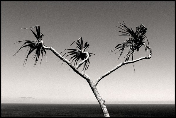 Three pandanus palms.