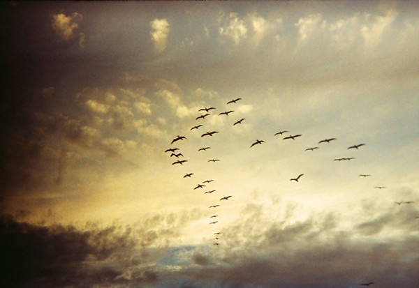 Following in the footsteps of newspapers, magazines and social media, my top Santa Cruz story in 2013 was birds above the bay. Marine mammals too, but they're harder to photograph. This photo was made with a beat up, funky, little Holga 135BC and Lomography 100 ISO  film.