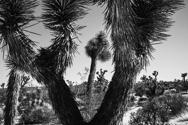 The story goes, Mormon pioneers thought the limbs of the Joshua Tree looked like the outstretched arms of Joshua leading them to the promised land. That's how the tree got it's name. 