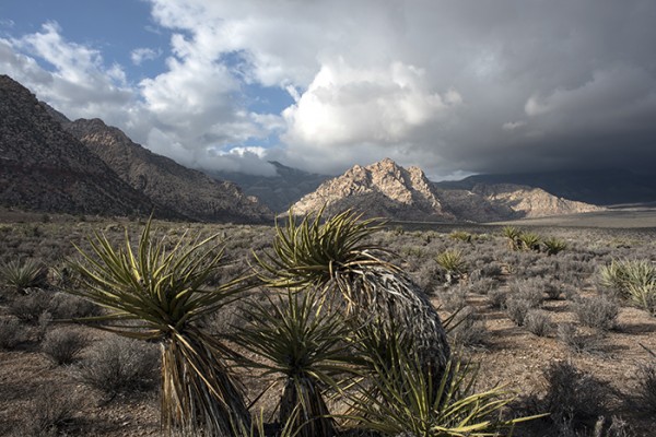 Red Rock Canyon National Conservation Area is just 17 miles from The Strip. Well worth the drive if you are in the area!