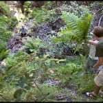 July 3, 2008, The fern brigade collecting fern fronds in the canyon