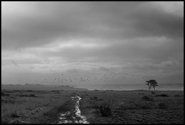 A slightly different perspective on the coastal terrance prairie looking toward Año Nuevo Island and the Atkinson Bluff trail. See December 30, 2015 post. 