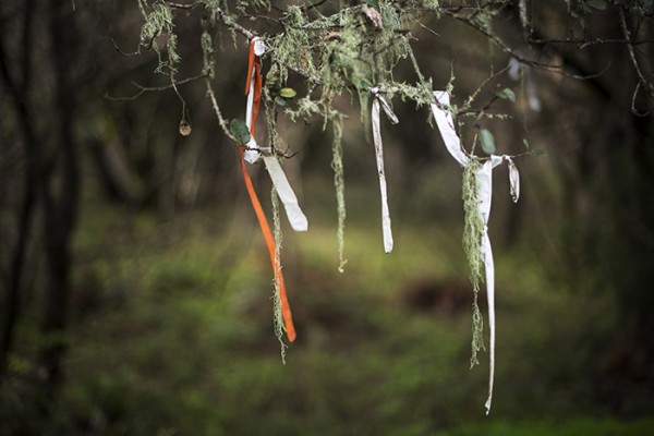 Oak trees, Spanish moss and plastic. I liked the way the plastic strips mimicked the Spanish moss. Skyline to the Sea Trail.