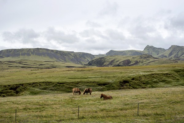 Icelandic horses (don't call them ponies) are a breed developed in Iceland from ponies brought by Norse settlers. 